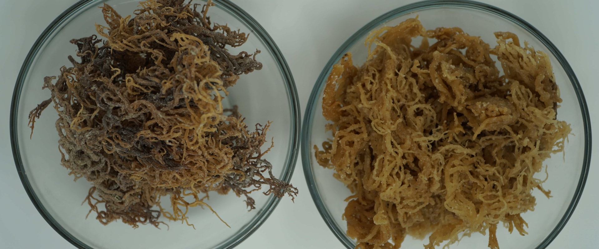 Exploring the Best Organic and Vegan Sea Moss Gummy Options